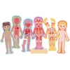 Hape Magnetisches Puzzle Des Menschlichen Körpers