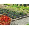 Spezielle Erdbeermulchfolie "Fresafilm" - 1,40 x 10 m -