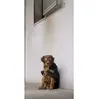 Diego & Louna Teddy Nylon Hundejacke