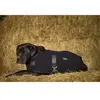 Diego & Louna Teddy Hundejacke