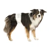 Trixie Hundewindeln
