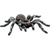BULLYLAND Weißknie Vogelspinne, 3 Jahr(e), Schwarz, 1 Stück(e)