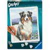 Ravensburger CreArt - Malen nach Zahlen - Australian Shepherd Merlin
