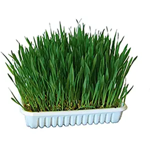 Kerbl Gras Für Nagetiere 100gr günstig