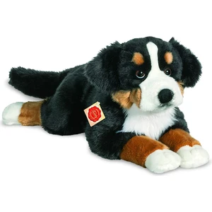 Berner Sennenhund, ca. 60 cm, 1 Stück