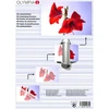 Bild von Olympia Laminierfolien OLYMPIA DIN A3, 125µ, 50 Stück