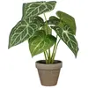 Bild von Mica Decorations, Kunstpflanzen, Caladium (28 cm)