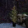 Bild von LED-Baum Milas Cedar Tree im Topf, für außen