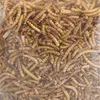 Bild von Flamingo Picknic Mealworms Vogelfutter 540g