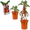 Bild von Noble Collection Harry Potter Mandrake Interaktiver Teddy