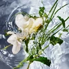 Bild von Guerlain Produkte für Frauen Aqua Allegoria Herba Fresca