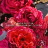 Bild von Guerlain Aqua Allegoria Rosa Rossa Forte - 125 ML Eau de Parfum Damen Parfum